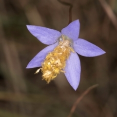 Heliocosma (genus - immature) at McKellar, ACT - 3 Dec 2023