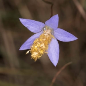 Heliocosma (genus - immature) at McKellar, ACT - 3 Dec 2023