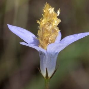 Heliocosma (genus - immature) at McKellar, ACT - 3 Dec 2023