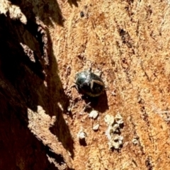 Unidentified Insect at Belconnen, ACT - 2 Dec 2023 by KMcCue