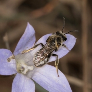 Lasioglossum (Chilalictus) lanarium at Latham, ACT - 3 Dec 2023