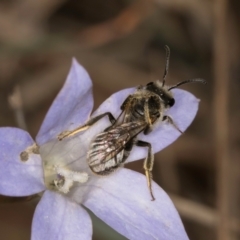 Lasioglossum (Chilalictus) lanarium (Halictid bee) at Latham, ACT - 3 Dec 2023 by kasiaaus