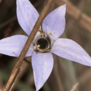 Lasioglossum (Chilalictus) lanarium at Latham, ACT - 3 Dec 2023