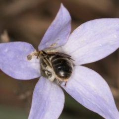 Lasioglossum (Chilalictus) lanarium at Blue Devil Grassland, Umbagong Park (BDG) - 3 Dec 2023