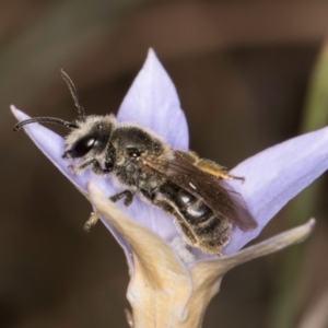 Lasioglossum (Chilalictus) lanarium at Latham, ACT - 3 Dec 2023