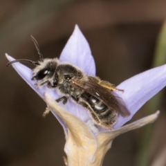Lasioglossum (Chilalictus) lanarium (Halictid bee) at Blue Devil Grassland, Umbagong Park (BDG) - 3 Dec 2023 by kasiaaus