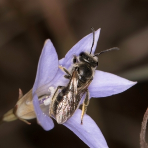 Lasioglossum (Chilalictus) lanarium at Latham, ACT - 3 Dec 2023