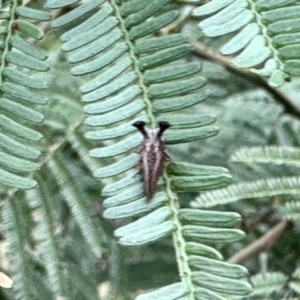 Ceraon sp. (genus) at Aranda, ACT - 3 Dec 2023