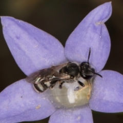 Lasioglossum (Chilalictus) sp. (genus & subgenus) (Halictid bee) at Latham, ACT - 3 Dec 2023 by kasiaaus