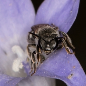 Lasioglossum (Chilalictus) sp. (genus & subgenus) at Latham, ACT - 3 Dec 2023