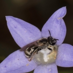 Lasioglossum (Chilalictus) sp. (genus & subgenus) at Latham, ACT - 3 Dec 2023