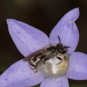 Lasioglossum (Chilalictus) sp. (genus & subgenus) at Latham, ACT - 3 Dec 2023 03:25 PM