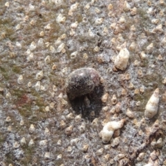 Scymnodes sp. (genus) at Pollinator-friendly garden Conder - 23 Sep 2023