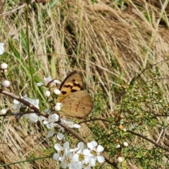 Heteronympha merope (Common Brown Butterfly) at Mount Mugga Mugga - 4 Dec 2023 by Mike