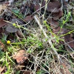 Calotis lappulacea (Yellow Burr Daisy) at Mount Painter - 2 Dec 2023 by KMcCue