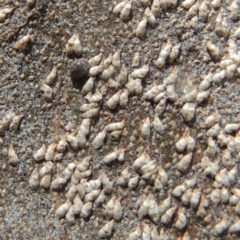 Lepidosaphes sp. (genus) (Mussel scale) at Pollinator-friendly garden Conder - 23 Sep 2023 by MichaelBedingfield