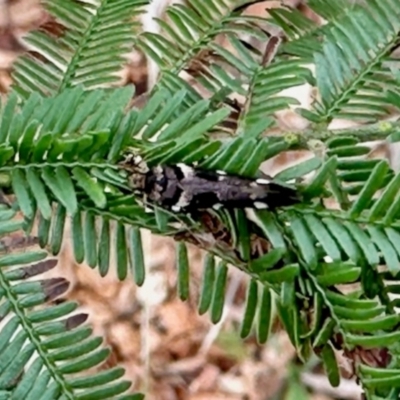 Cosmopterigidae (family) (Unidentified Cosmopterigid moth) at Aranda, ACT - 3 Dec 2023 by KMcCue