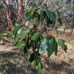 Eucalyptus saligna (Sydney Blue Gum) at Narrabundah, ACT - 2 Dec 2023 by HelenCross