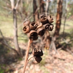 Eucalyptus saligna at Mount Taylor - 3 Dec 2023