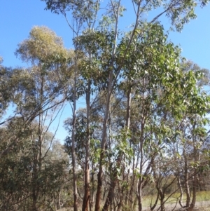 Eucalyptus saligna at Mount Taylor - 3 Dec 2023 08:56 AM