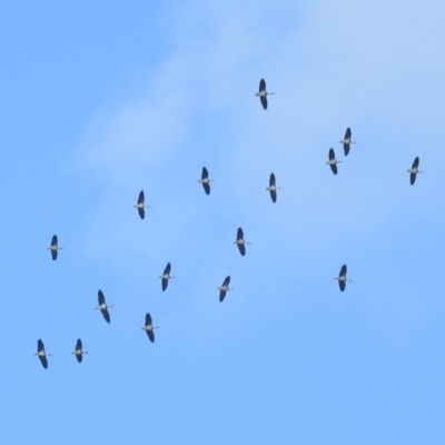 Threskiornis spinicollis (Straw-necked Ibis) at Mount Taylor - 3 Dec 2023 by HelenCross