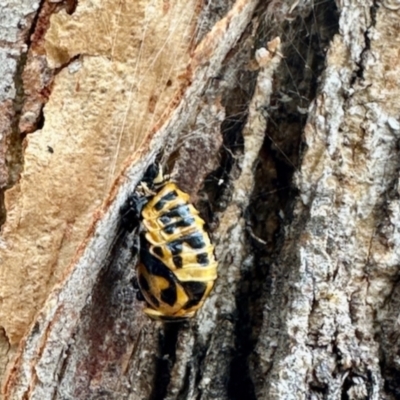 Harmonia conformis (Common Spotted Ladybird) at Aranda, ACT - 3 Dec 2023 by KMcCue