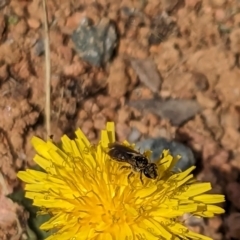 Lasioglossum (Chilalictus) sp. (genus & subgenus) (Halictid bee) at Melba, ACT - 4 Dec 2023 by chriselidie