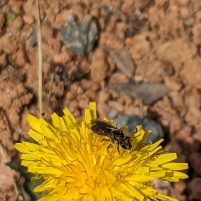 Lasioglossum (Chilalictus) sp. (genus & subgenus) (Halictid bee) at Melba, ACT - 3 Dec 2023 by chriselidie