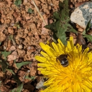 Lasioglossum (Chilalictus) sp. (genus & subgenus) at Melba, ACT - suppressed