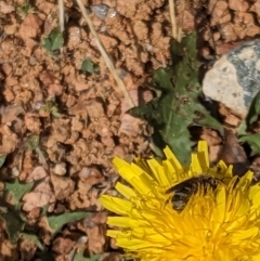 Lasioglossum (Chilalictus) sp. (genus & subgenus) at Melba, ACT - suppressed