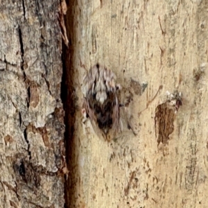 Stenocotis depressa at Aranda, ACT - 3 Dec 2023