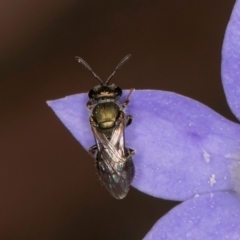 Lasioglossum (Chilalictus) cognatum (sweat bee) at Blue Devil Grassland, Umbagong Park (BDG) - 3 Dec 2023 by kasiaaus