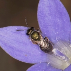 Lasioglossum (Chilalictus) cognatum at Latham, ACT - 3 Dec 2023