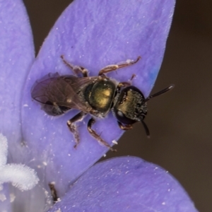 Lasioglossum (Chilalictus) cognatum at Latham, ACT - 3 Dec 2023