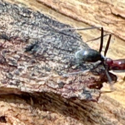 Iridomyrmex purpureus (Meat Ant) at Aranda, ACT - 3 Dec 2023 by KMcCue