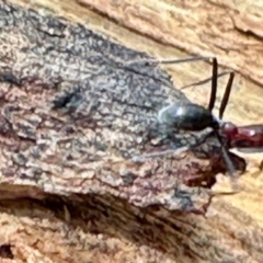Iridomyrmex purpureus (Meat Ant) at Aranda, ACT - 3 Dec 2023 by KMcCue
