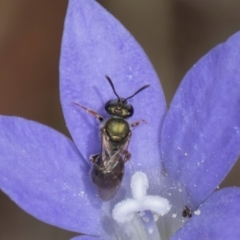 Lasioglossum (Chilalictus) cognatum (sweat bee) at Blue Devil Grassland, Umbagong Park (BDG) - 3 Dec 2023 by kasiaaus