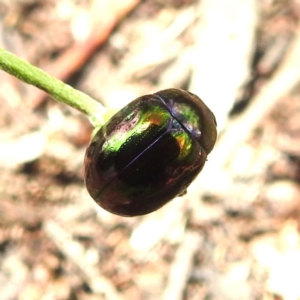 Callidemum hypochalceum at Mount Taylor - 3 Dec 2023 01:04 PM