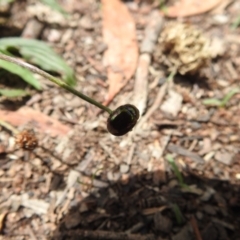 Callidemum hypochalceum at Mount Taylor - 3 Dec 2023