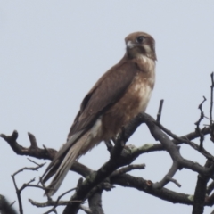 Falco berigora (Brown Falcon) at Kambah, ACT - 3 Dec 2023 by HelenCross