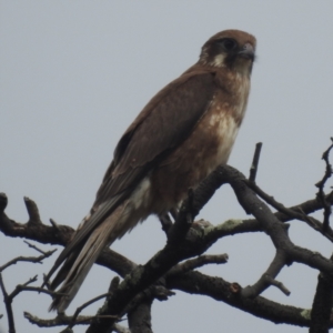 Falco berigora at Kambah, ACT - 4 Dec 2023