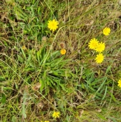 Leontodon saxatilis (Lesser Hawkbit, Hairy Hawkbit) at Chifley, ACT - 3 Dec 2023 by Mike