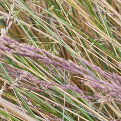 Poa labillardierei (Common Tussock Grass, River Tussock Grass) at Mount Mugga Mugga - 3 Dec 2023 by Mike