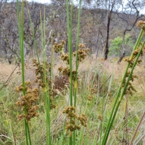 Juncus vaginatus at Mount Mugga Mugga - 4 Dec 2023 08:55 AM