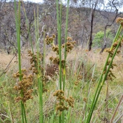 Juncus vaginatus (Clustered Rush) at Mount Mugga Mugga - 3 Dec 2023 by Mike