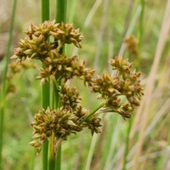 Juncus vaginatus at Mount Mugga Mugga - 4 Dec 2023 08:55 AM