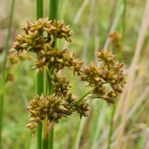 Juncus vaginatus at Mount Mugga Mugga - 4 Dec 2023