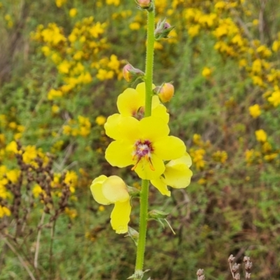 Verbascum virgatum (Green Mullein) at Mount Mugga Mugga - 3 Dec 2023 by Mike