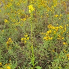 Verbascum virgatum at Mount Mugga Mugga - 4 Dec 2023