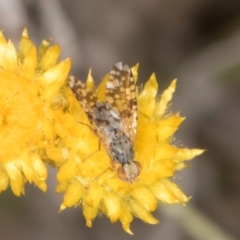 Austrotephritis poenia (Australian Fruit Fly) at Blue Devil Grassland, Umbagong Park (BDG) - 3 Dec 2023 by kasiaaus